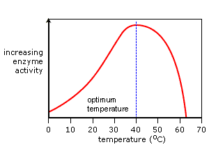 Graph showing a typical variation of enzyme activity with temperature